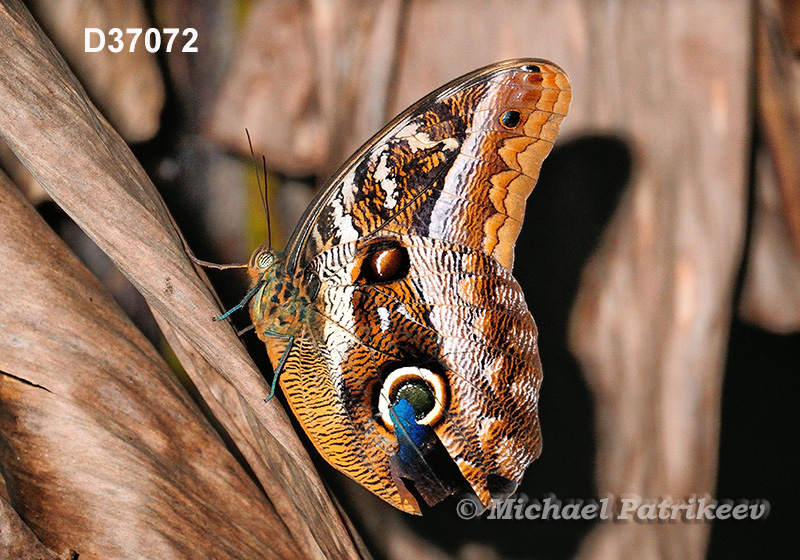 Idomeneus Owl-Butterfly (Caligo idomeneus)